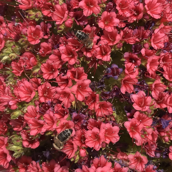 Rote Blumen mit einer Biene