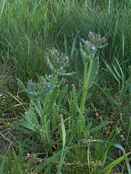 Ochsenzunge Ochsenzunge; das Bild wurde im Browser gedreht